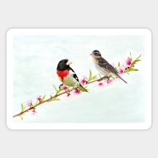 Rose Breasted Grosbeak Couple Magnet